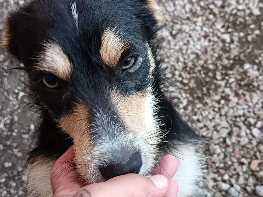 Adotta un cane, maschio, 1 anno e 6 mesi, Latina