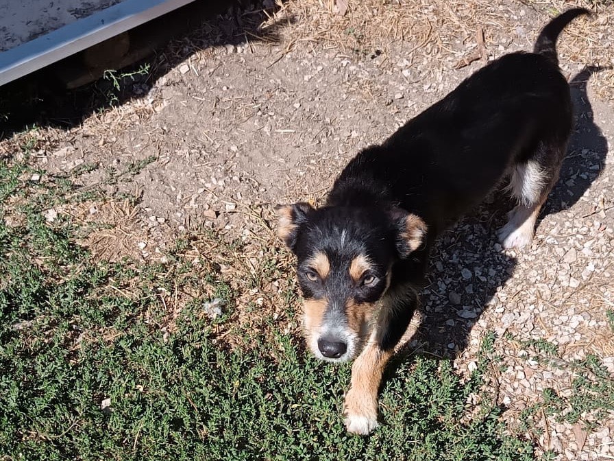 Adotta un cane, taglia piccola, maschio, Latina