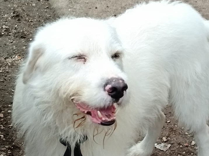 Adotta un cane, maschio, 7 anni e 1 mese, Latina
