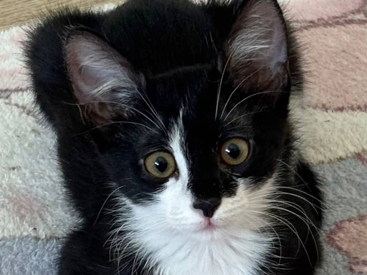 Adozione gatto, femmina, Razza sconosciuta Razza sconosciuta, 3 mesi, taglia non valida, Torino