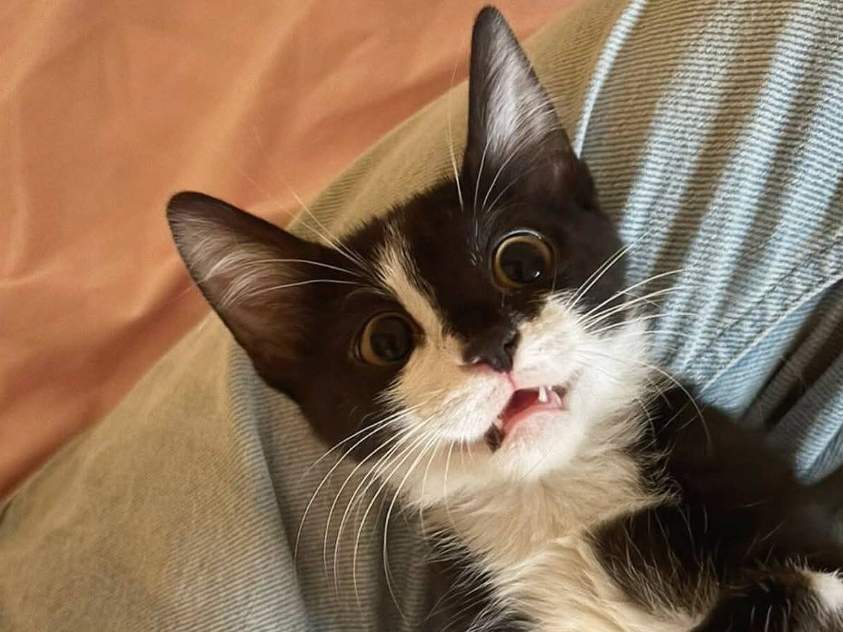 Adotta un gatto, taglia non valida, femmina, Torino