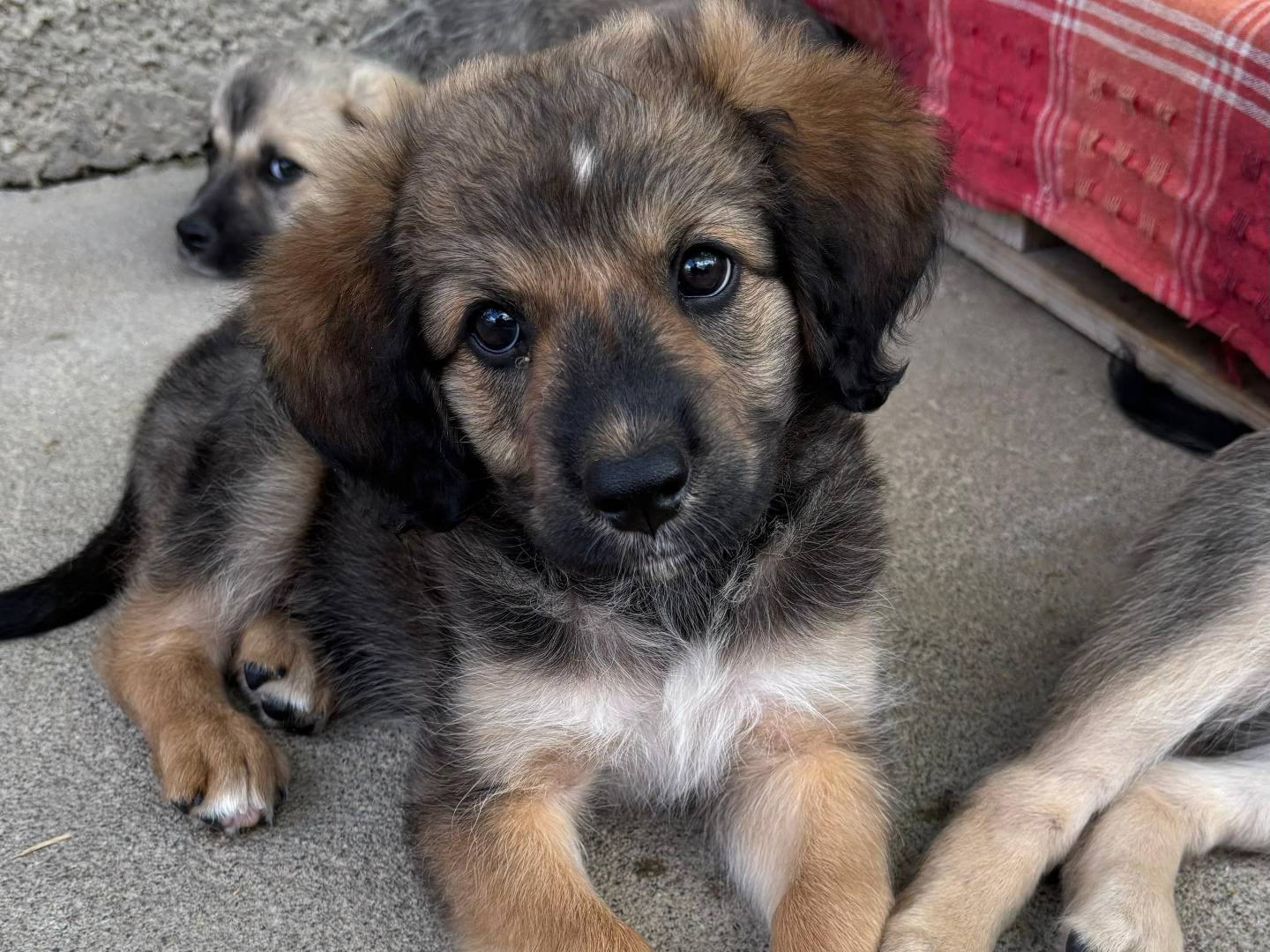 Adozione cane, maschio, Razza sconosciuta Razza sconosciuta, 1 mesi, taglia media, Messina