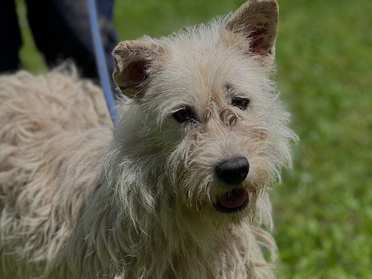 Adozione cane, femmina, Spinone Razza sconosciuta, 3 anni e 6 mesi, taglia media contenuta, Roma