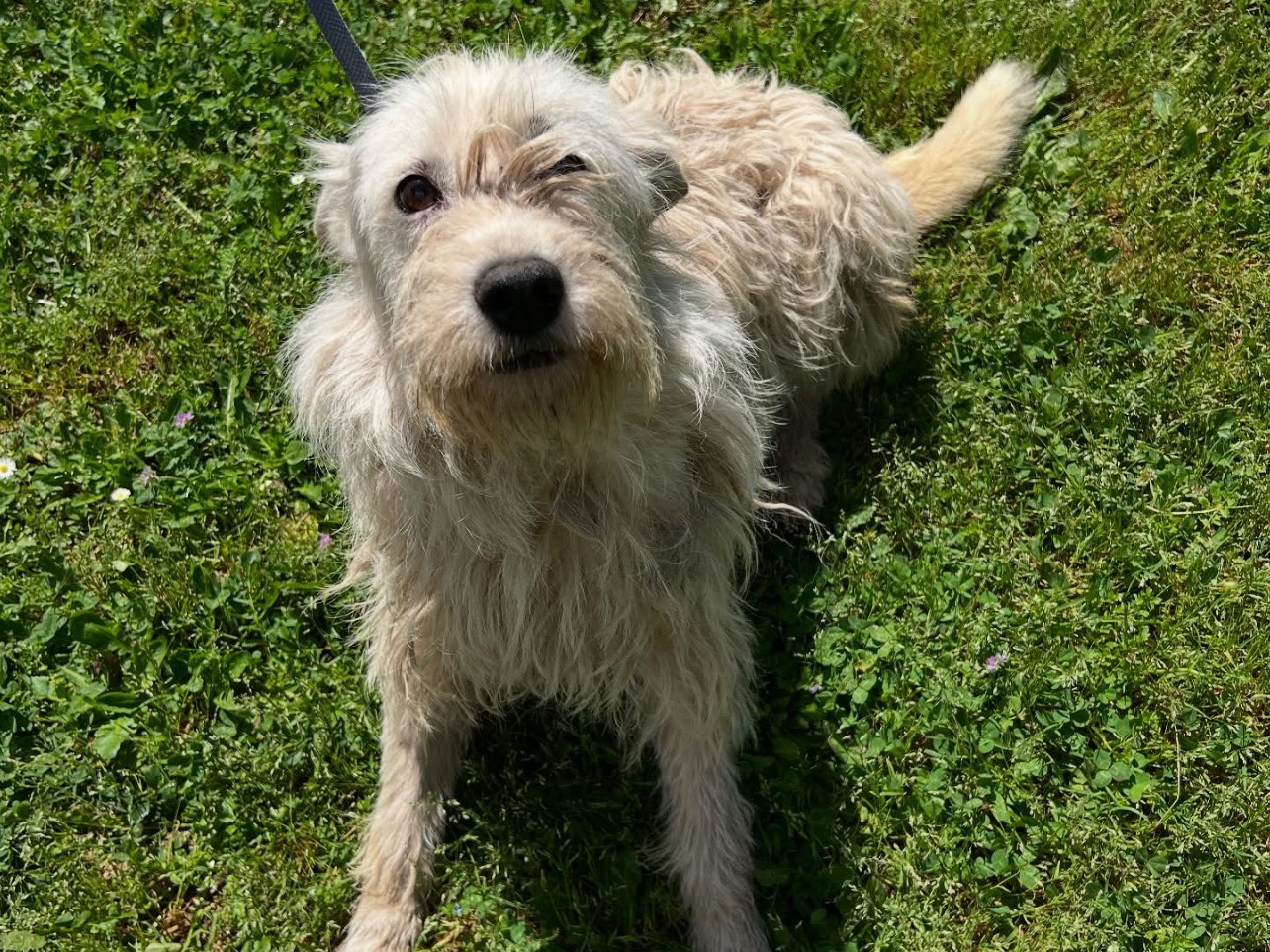 Adotta un cane, femmina, 3 anni e 6 mesi, Roma
