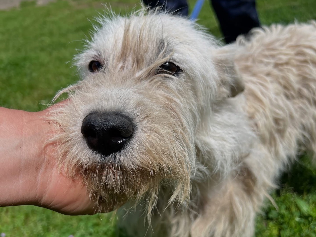 Adotta un cane, taglia media contenuta, femmina, Roma