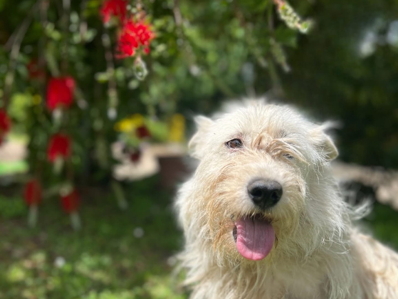 Vuoi adottare un cane a Roma?