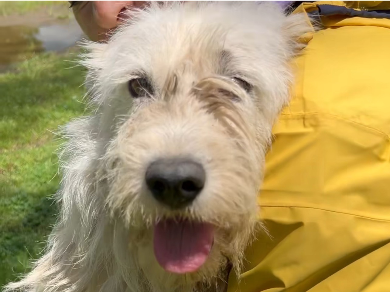 Adotta il cane Fiordaliso a Roma