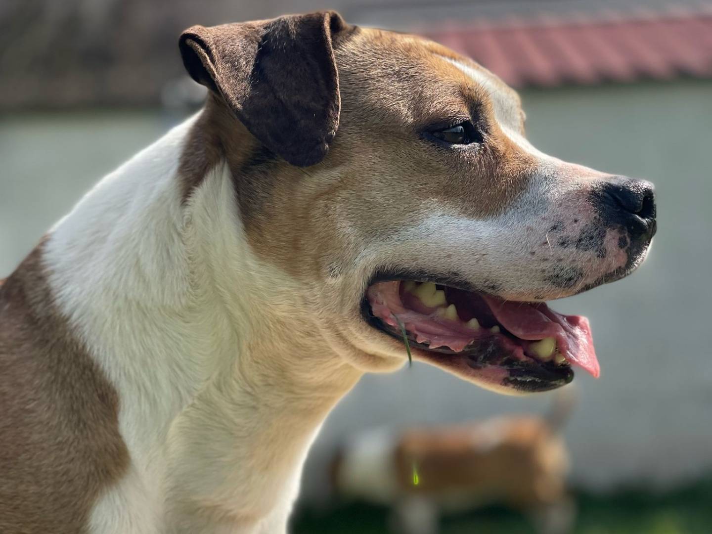 Adotta un gatto, taglia non valida, maschio, Milano