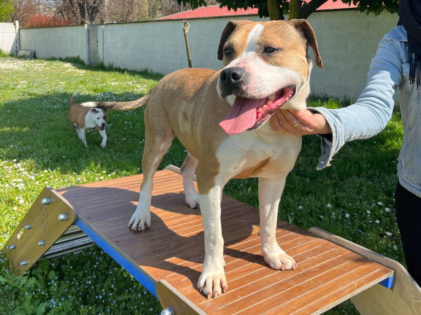 Adotta il gatto GOLD a Milano