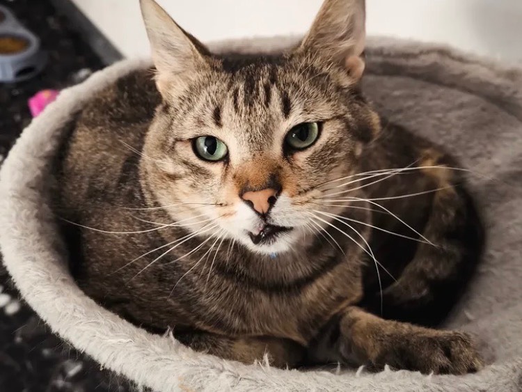 Adozione gatto, maschio, Razza sconosciuta Razza sconosciuta, 3 anni e 4 mesi, taglia non valida, Bari