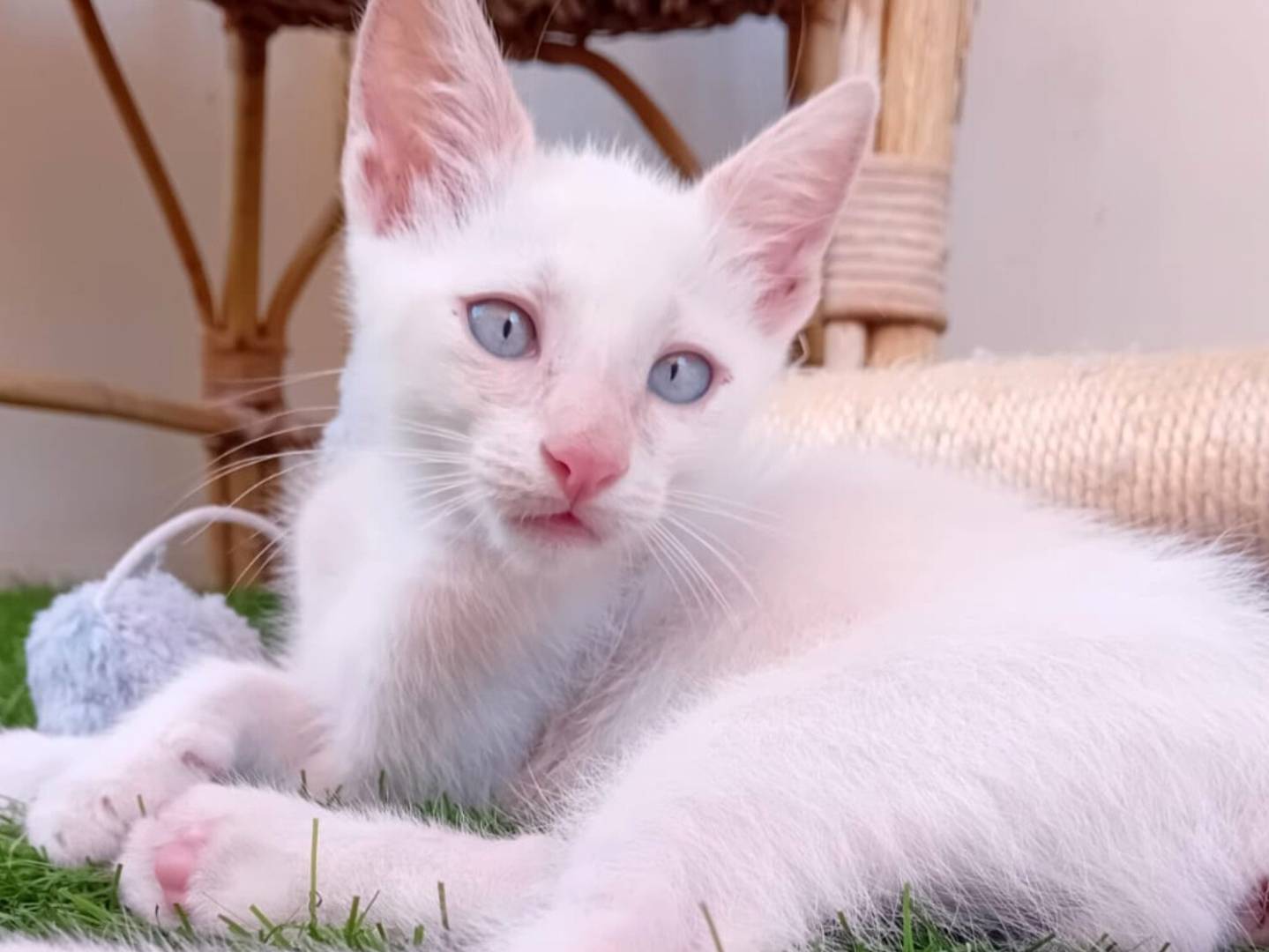 Adozione gatto, maschio, Razza sconosciuta Razza sconosciuta, 3 mesi, taglia non valida, Reggio