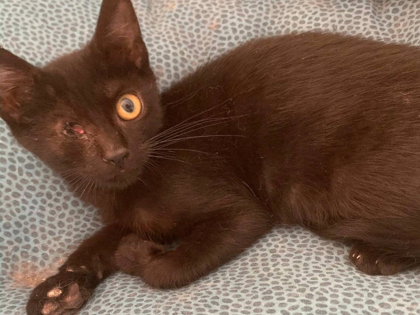 Adozione gatto, maschio, Razza sconosciuta Razza sconosciuta, 3 mesi, taglia non valida, Reggio