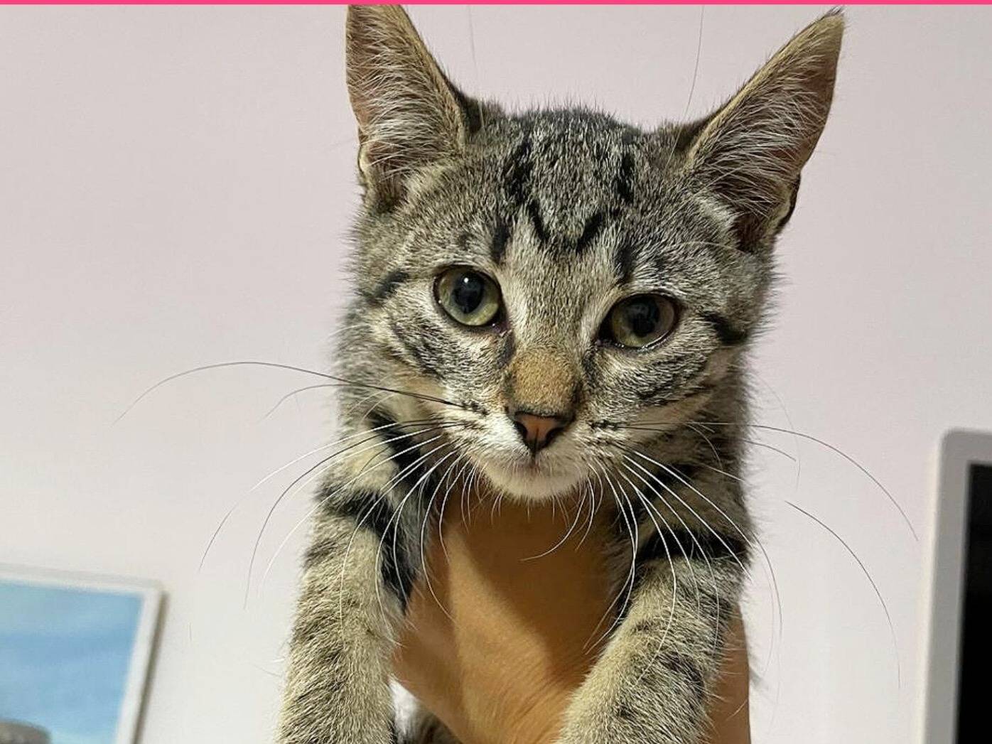 Adozione gatto, femmina, Razza sconosciuta Razza sconosciuta, 3 mesi, taglia non valida, Reggio
