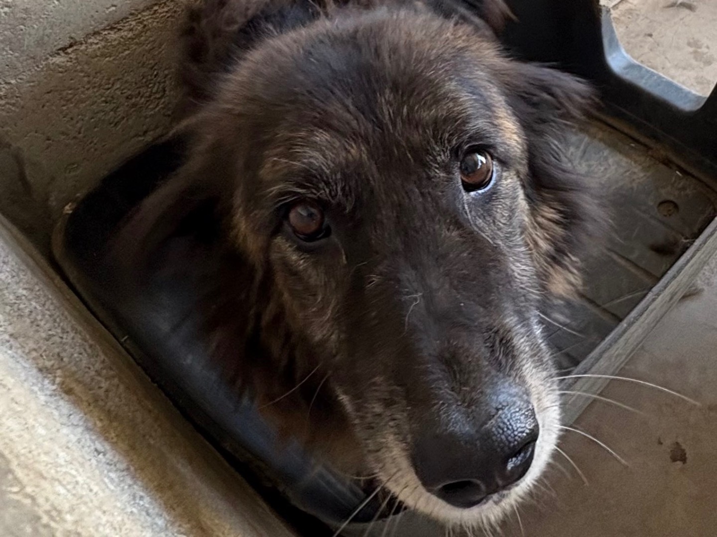 Adozione cane, maschio, Razza sconosciuta Razza sconosciuta, 9 anni e 5 mesi, taglia gigante, Caserta