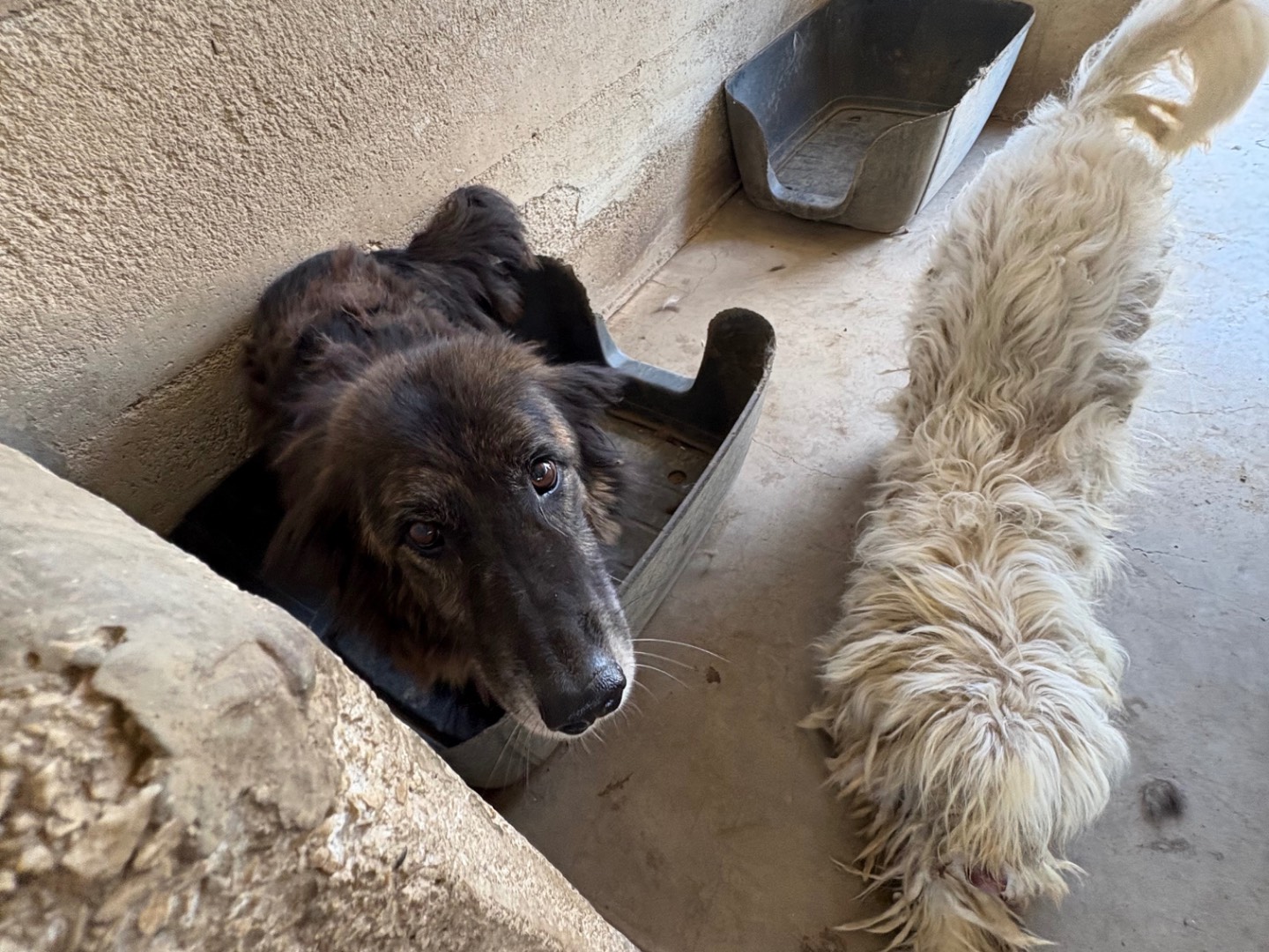 Adotta un cane, maschio, 9 anni e 5 mesi, Caserta