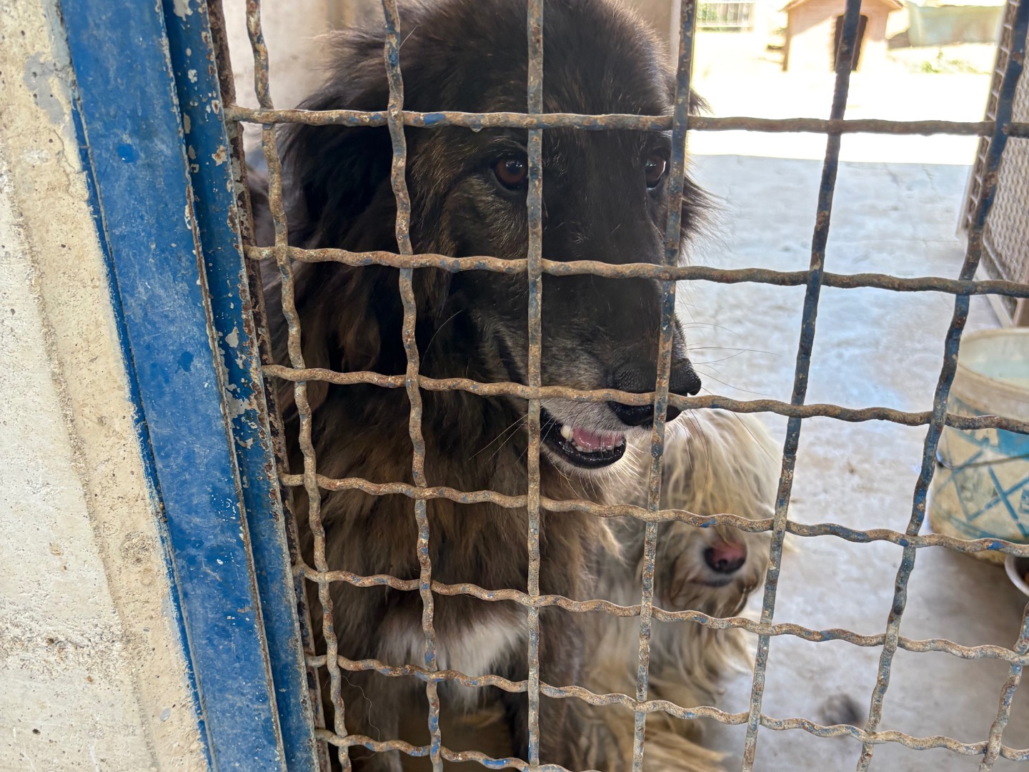 Adotta un cane, taglia gigante, maschio, Caserta