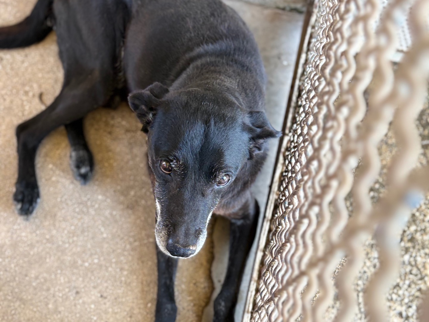Adozione cane, maschio, Razza sconosciuta Razza sconosciuta, 14 anni e 1 mese, taglia media, Caserta
