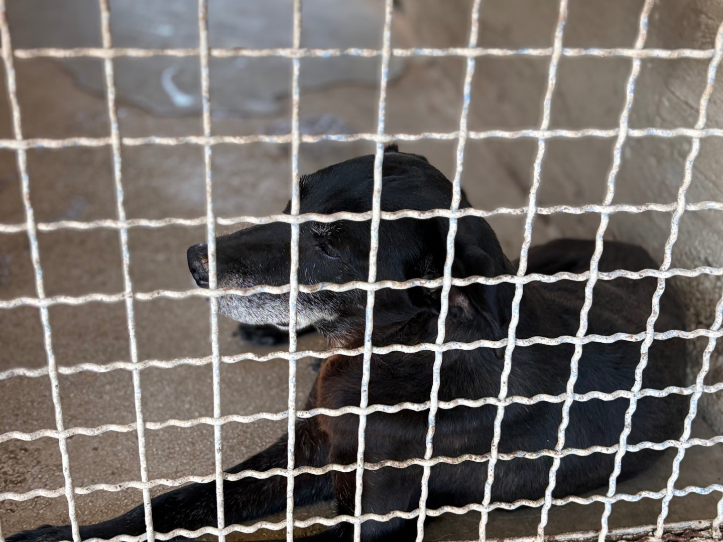 Adotta un cane, maschio, 14 anni e 1 mese, Caserta