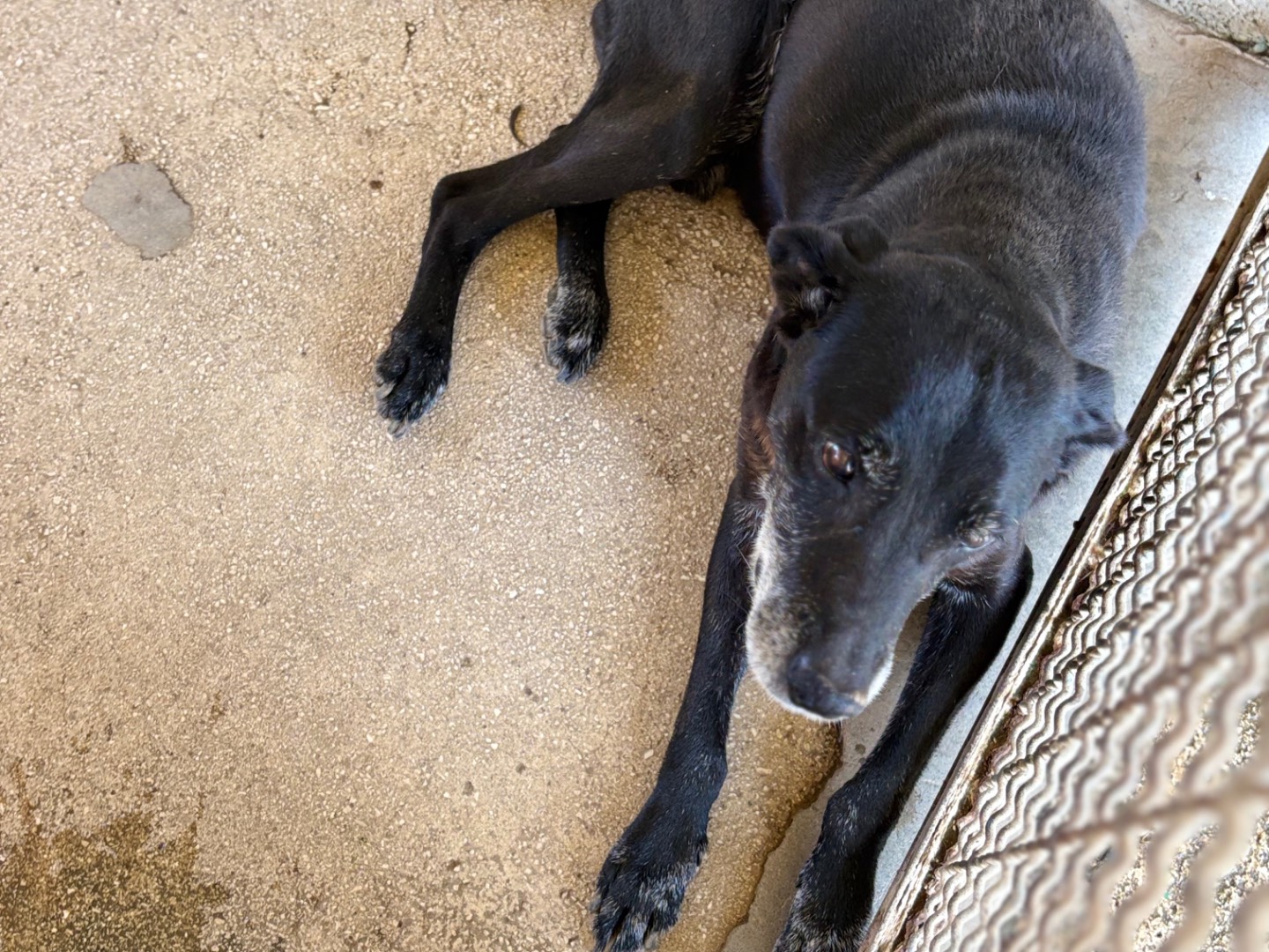 Adotta un cane, taglia media, maschio, Caserta