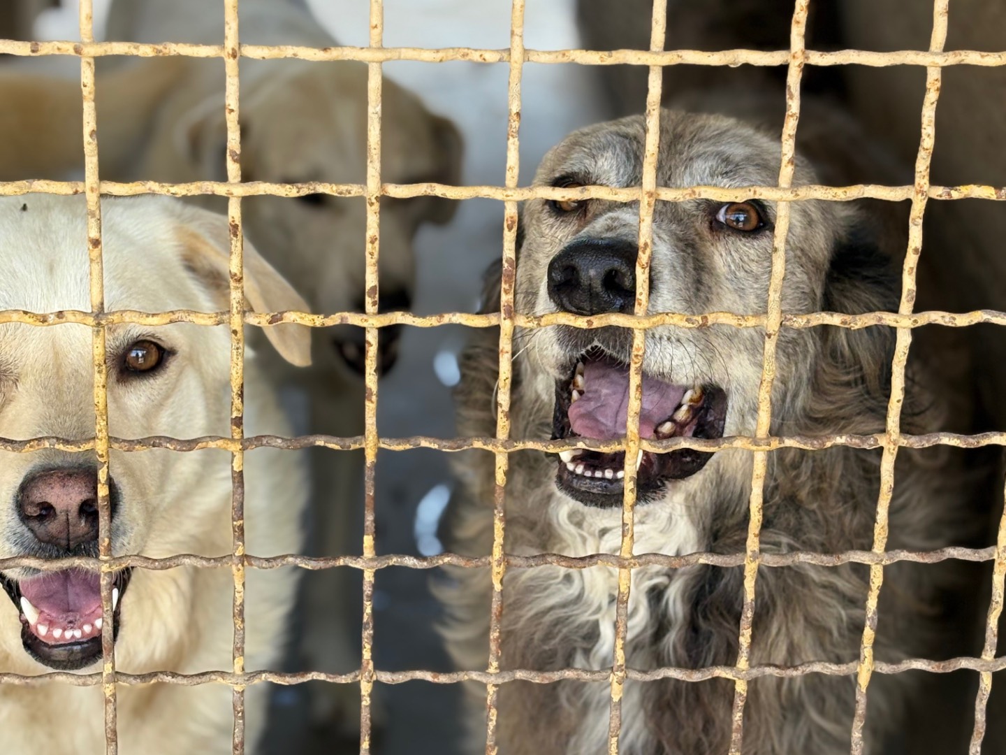 Adozione cane, maschio, Razza sconosciuta Razza sconosciuta, 7 anni e 2 mesi, taglia gigante, Caserta
