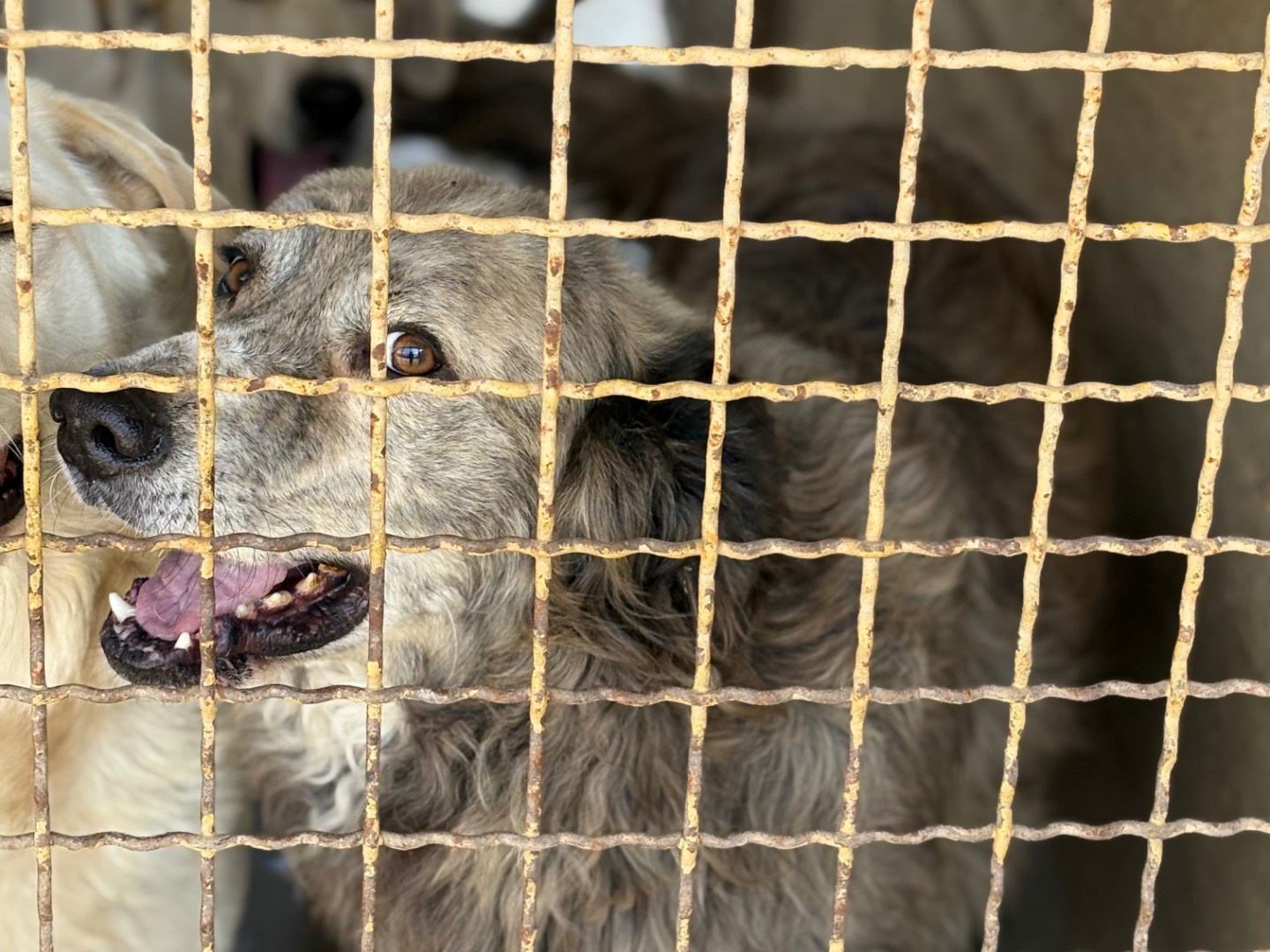 Adotta un cane, maschio, 7 anni e 2 mesi, Caserta