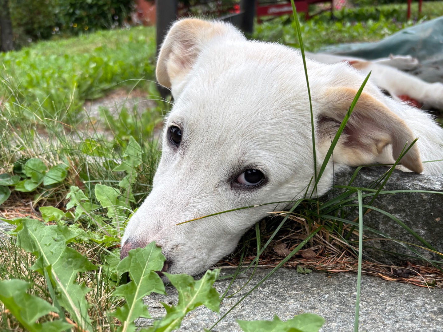 Adotta un cane, maschio, 4 mesi, Salerno
