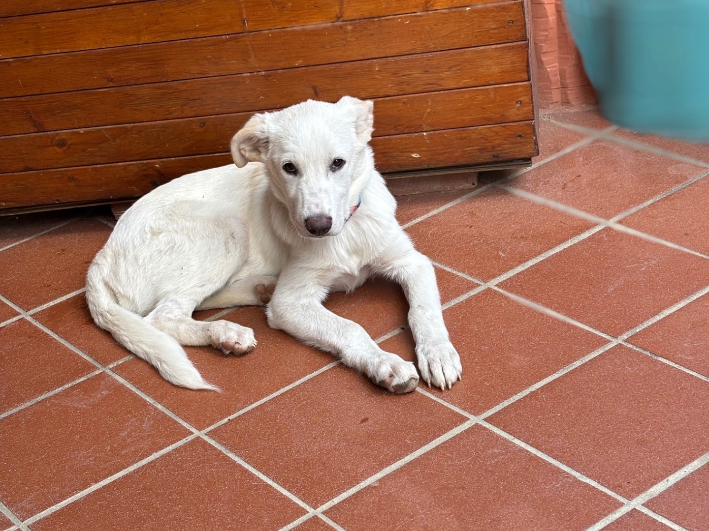 Adotta un cane, taglia media, maschio, Salerno