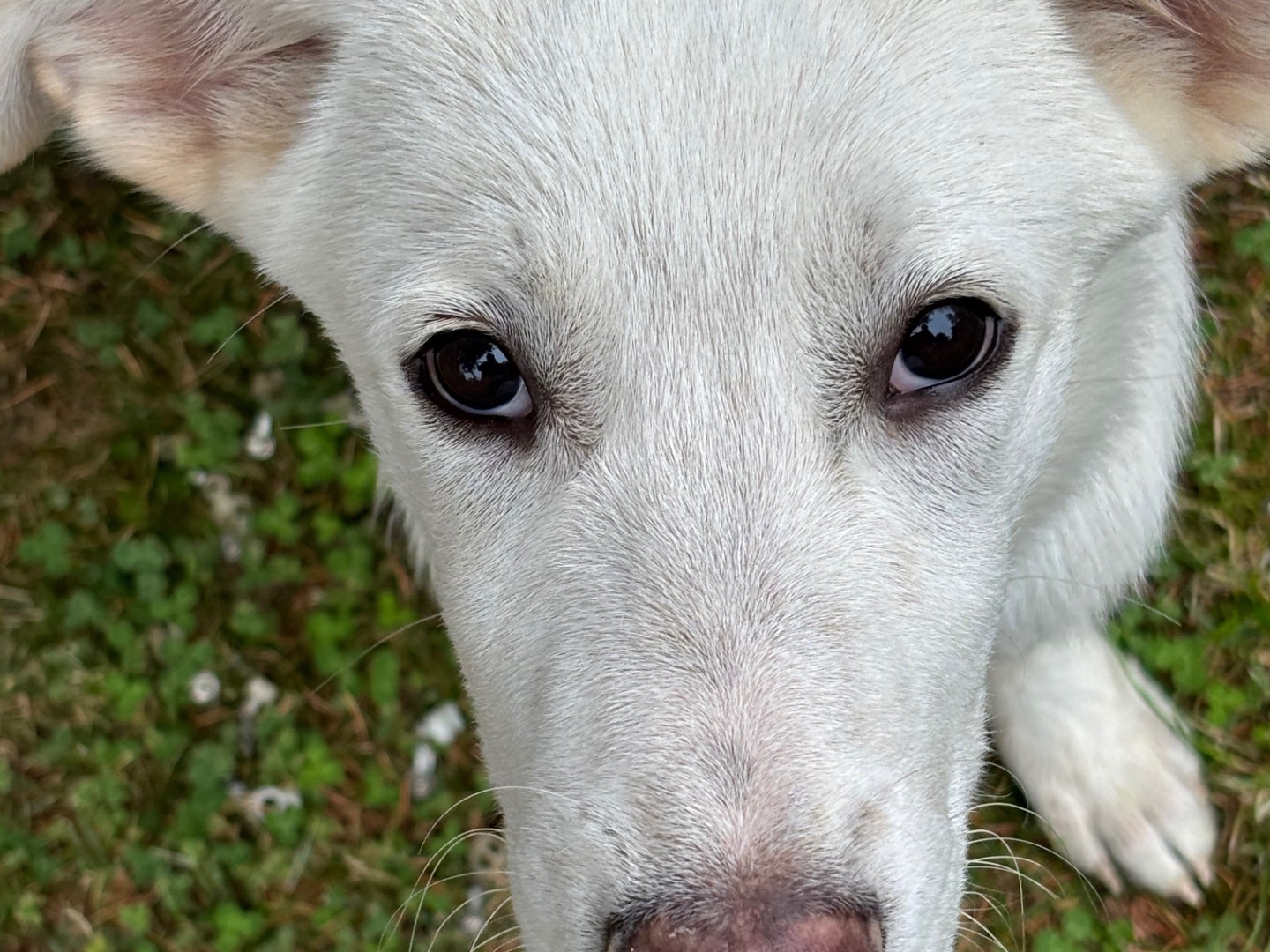 Vuoi adottare un cane a Salerno?