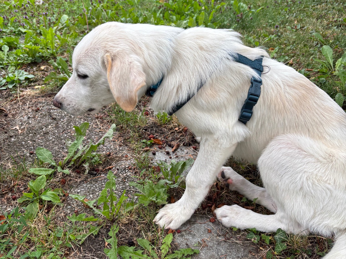 Adotta il cane Foglio a Salerno