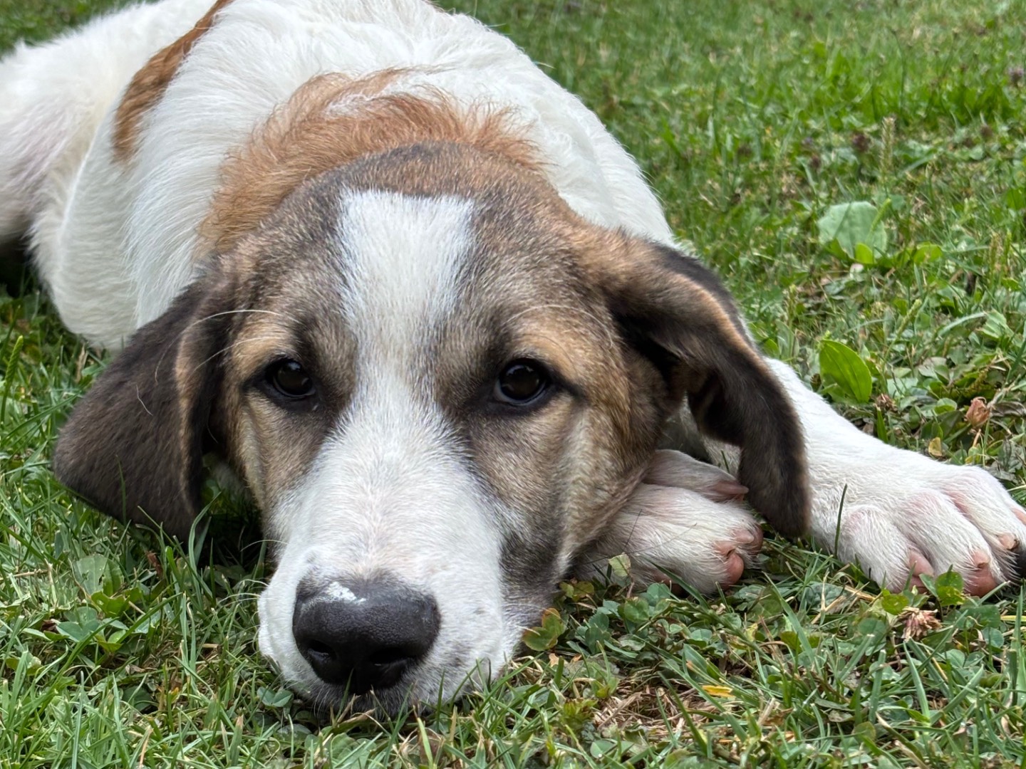 Vuoi adottare un cane a Salerno?