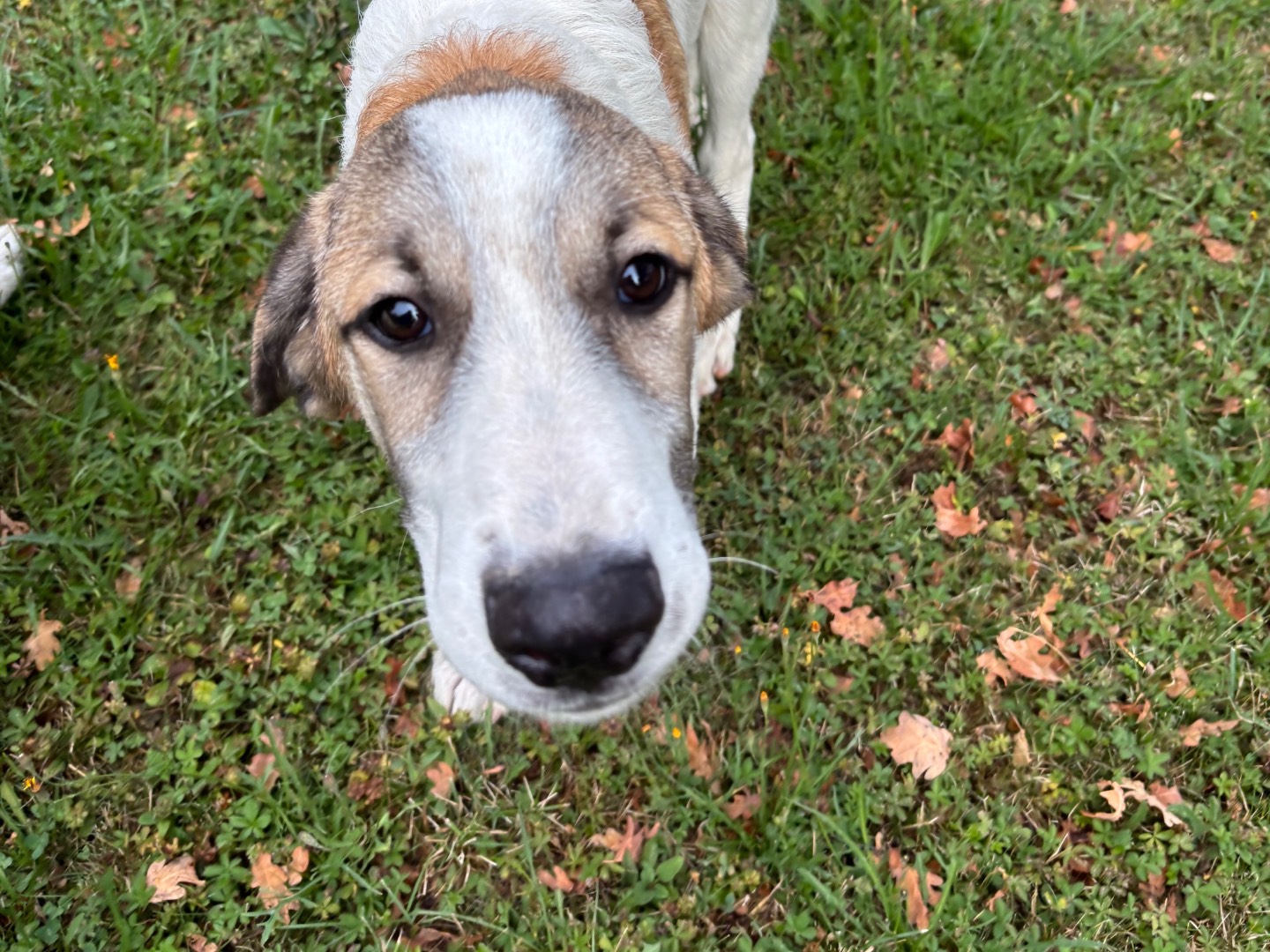 Adotta il cane Rino a Salerno