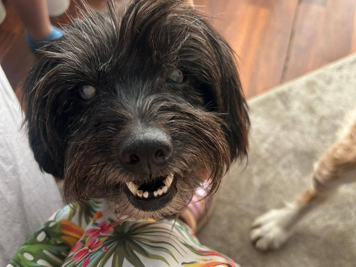Adozione cane, maschio, Razza sconosciuta Razza sconosciuta, 2 anni e 11 mesi, taglia piccola, Milano