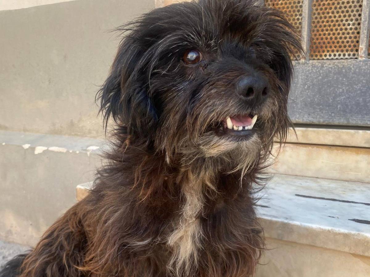 Adotta un cane, taglia piccola, maschio, Milano