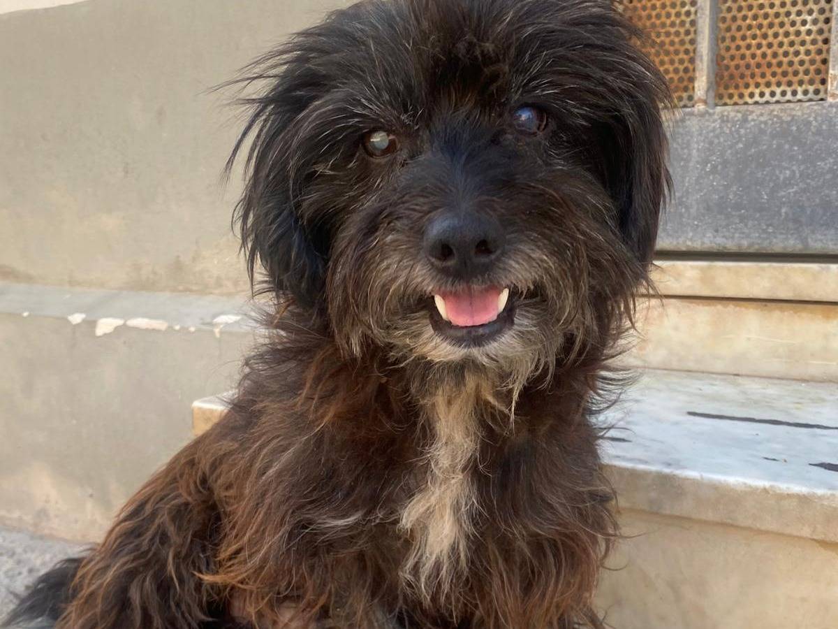 Vuoi adottare un cane a Milano?