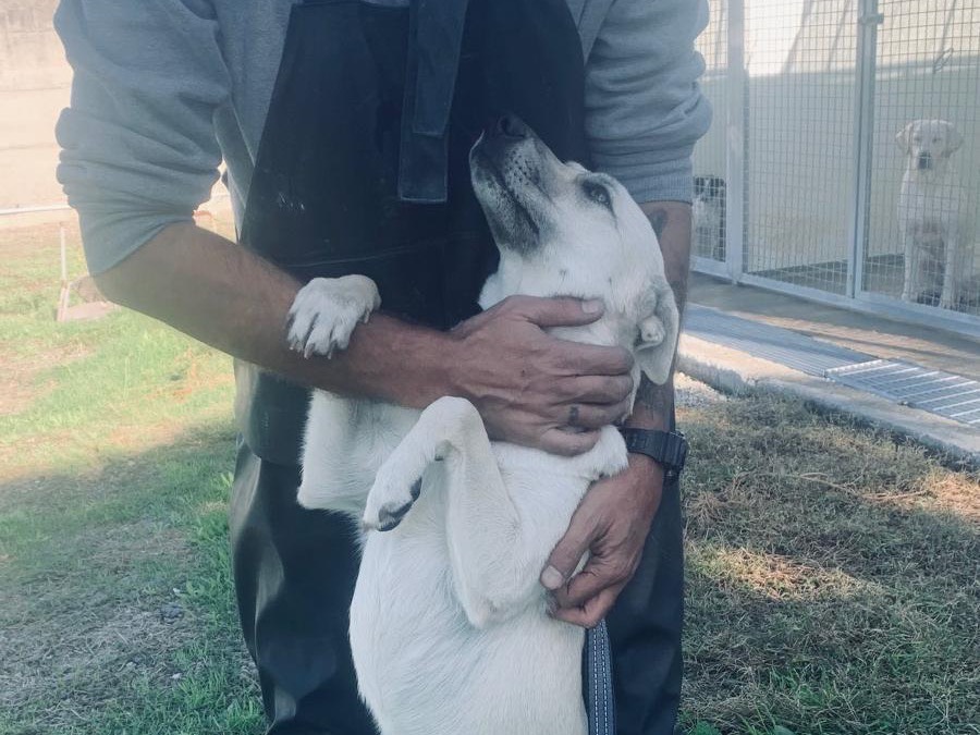 Adozione cane, femmina, Razza sconosciuta Razza sconosciuta, 2 anni, taglia media contenuta, Cosenza