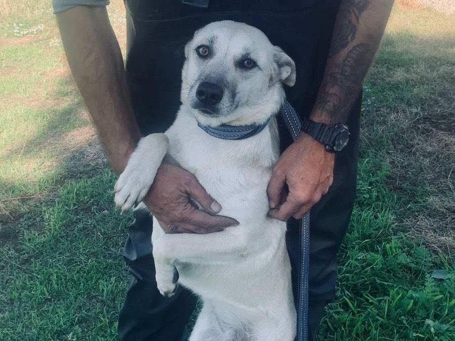 Adotta un cane, femmina, 2 anni, Cosenza