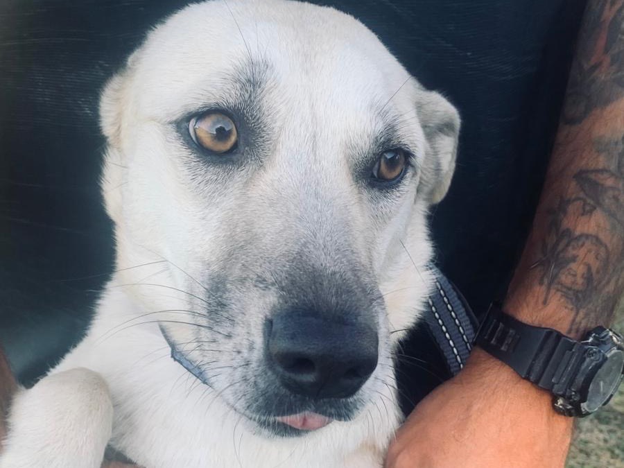Adotta un cane, taglia media contenuta, femmina, Cosenza