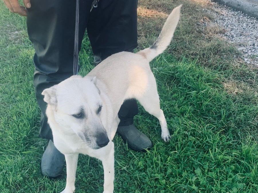 Vuoi adottare un cane a Cosenza?