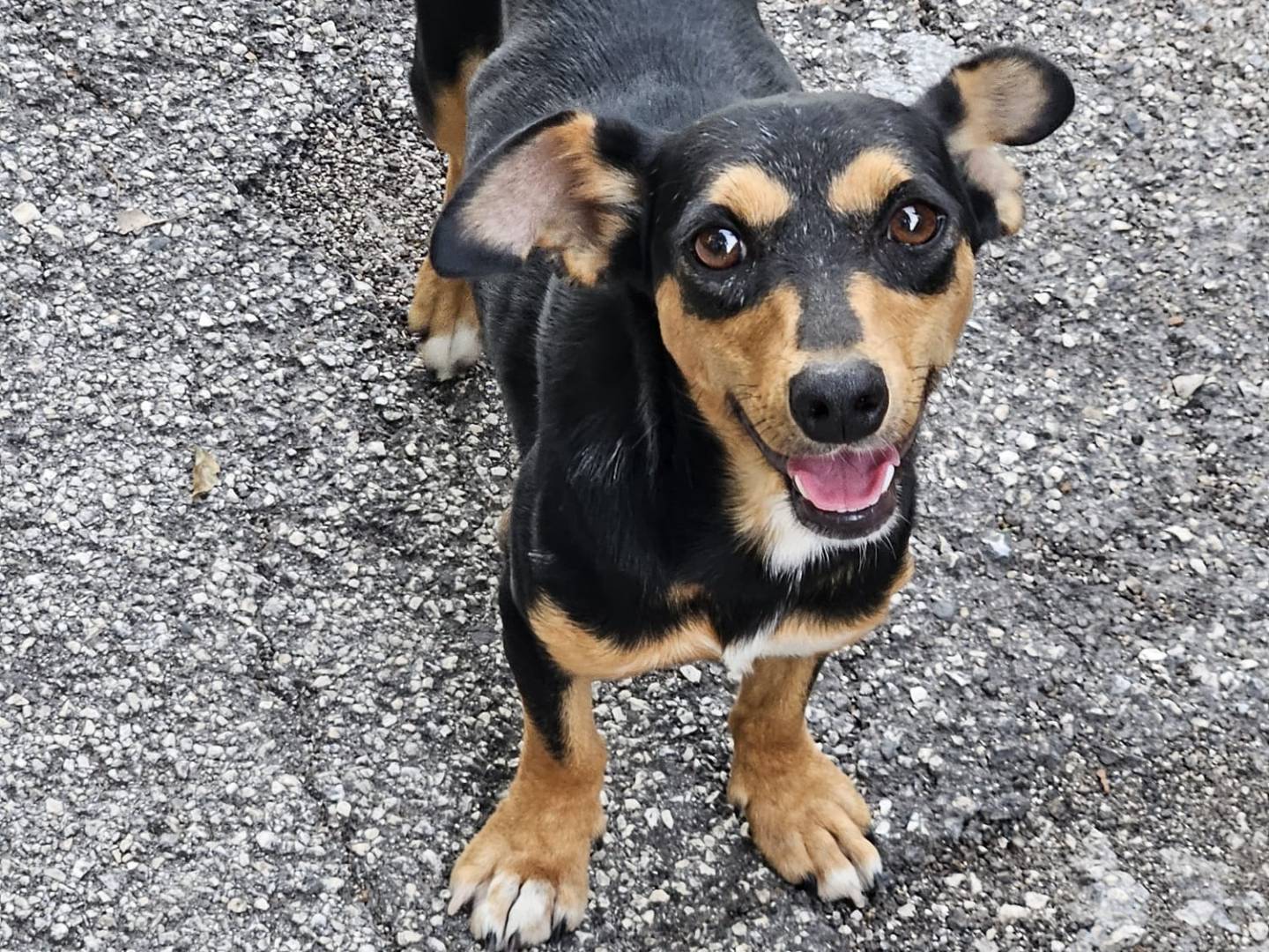 Adozione cane, femmina, Razza sconosciuta Razza sconosciuta, 9 mesi, taglia piccola, Caserta