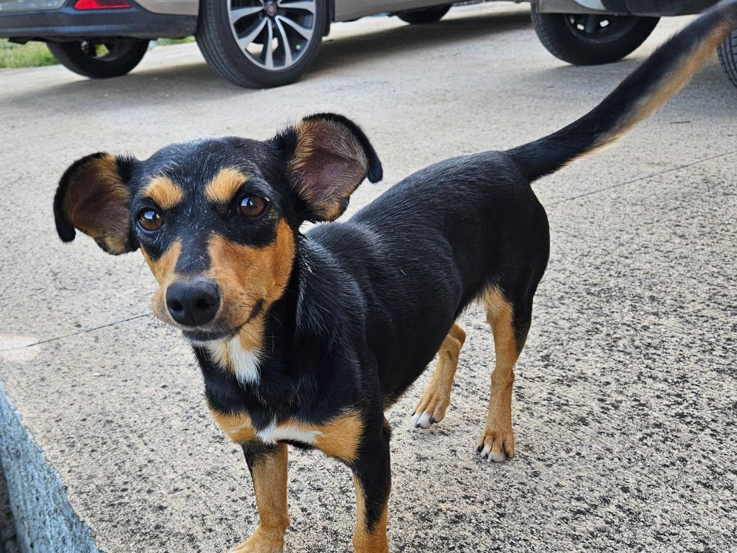 Adotta un cane, femmina, 9 mesi, Caserta