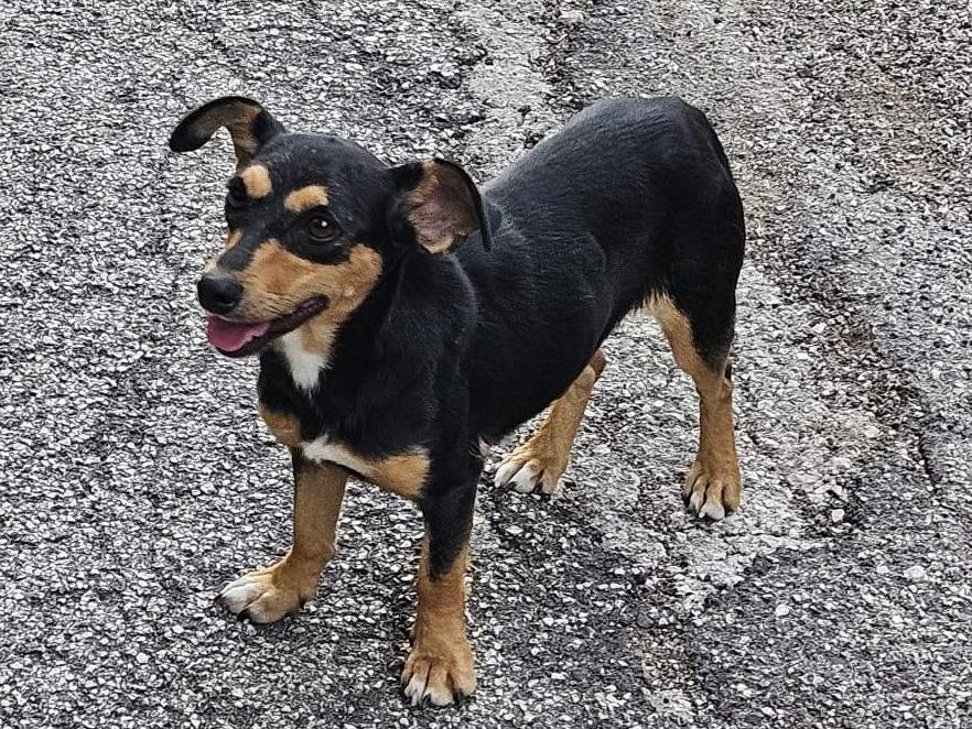 Adotta un cane, taglia piccola, femmina, Caserta