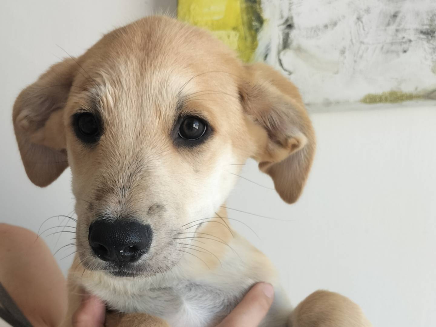 Adozione cane, femmina, Razza sconosciuta Razza sconosciuta, 1 mesi, taglia media, Bari