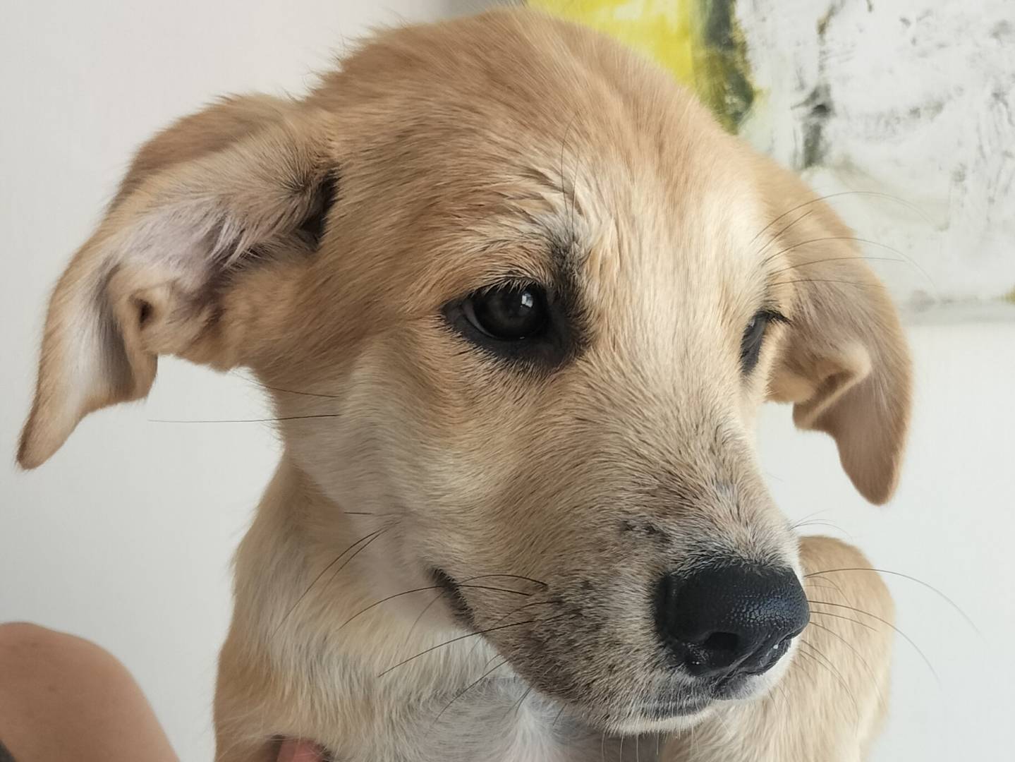 Adotta un cane, femmina, 1 mesi, Bari