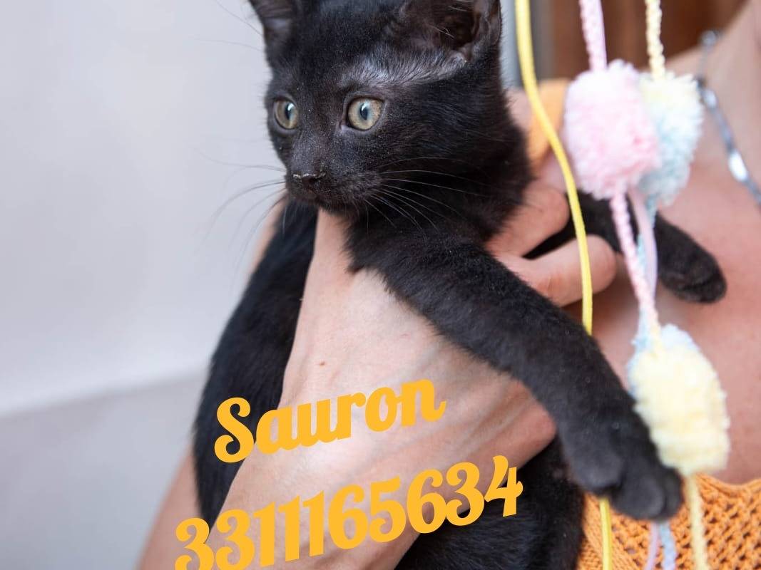 Adozione gatto, maschio, Razza sconosciuta Razza sconosciuta, 3 mesi, taglia non valida, Ferrara