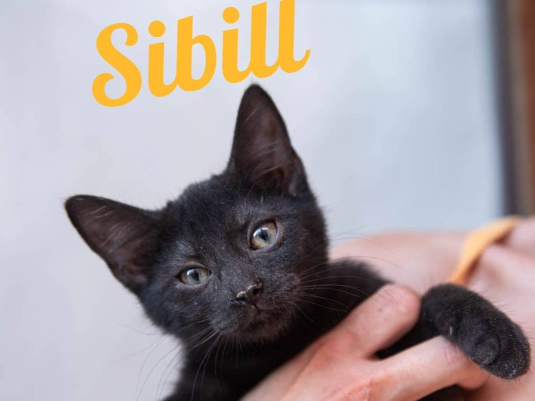 Adotta un gatto, femmina, 3 mesi, Ferrara