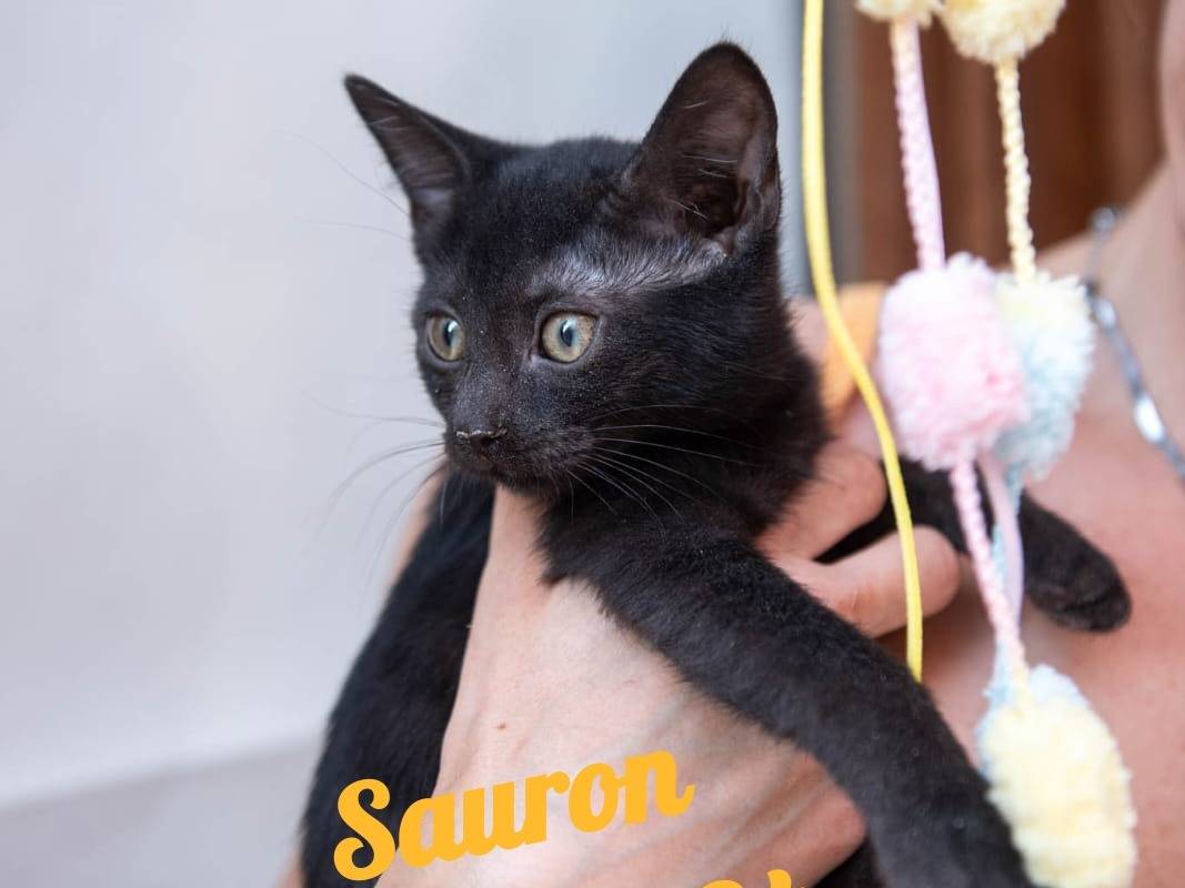 Adotta un gatto, taglia non valida, femmina, Ferrara