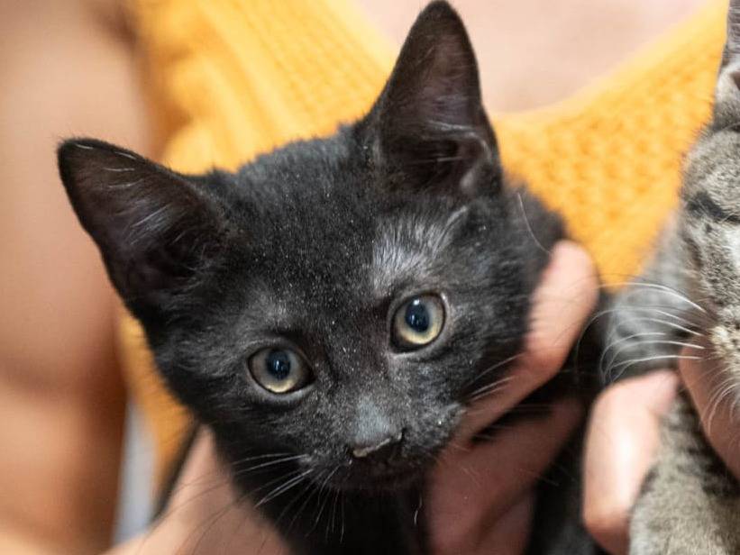 Vuoi adottare un gatto a Ferrara?