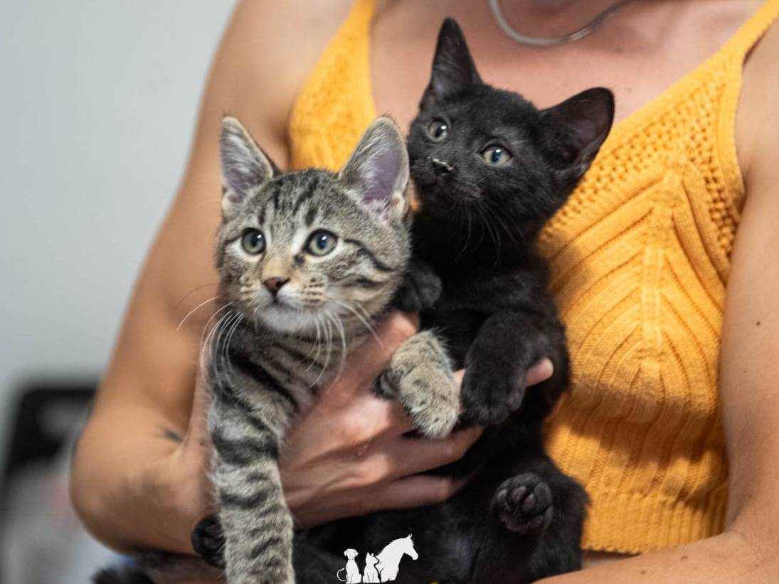 Adotta il gatto Sibill a Ferrara