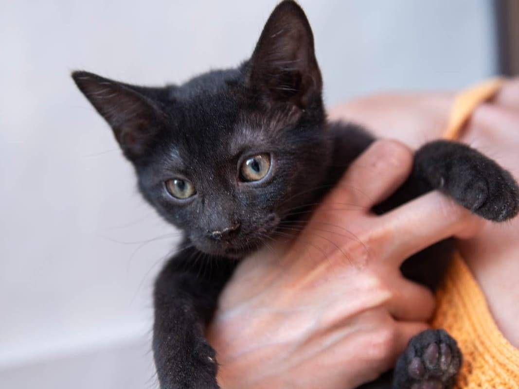 Adotta un gatto, taglia non valida, maschio, Ferrara