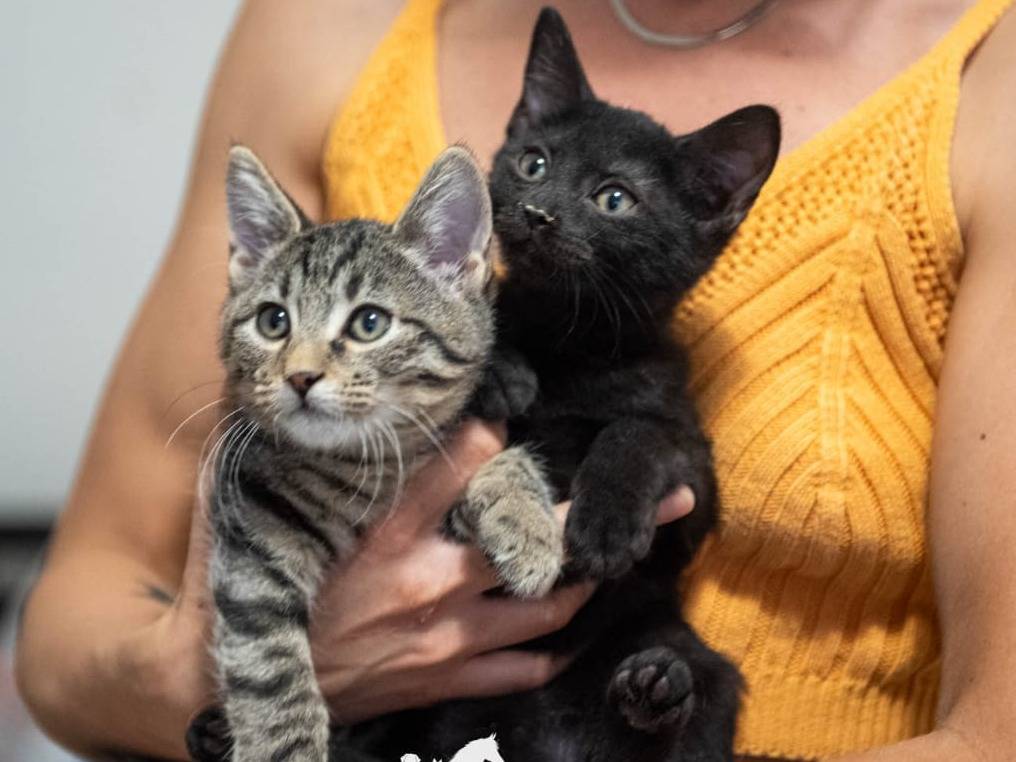 Adotta un gatto, maschio, 3 mesi, Ferrara